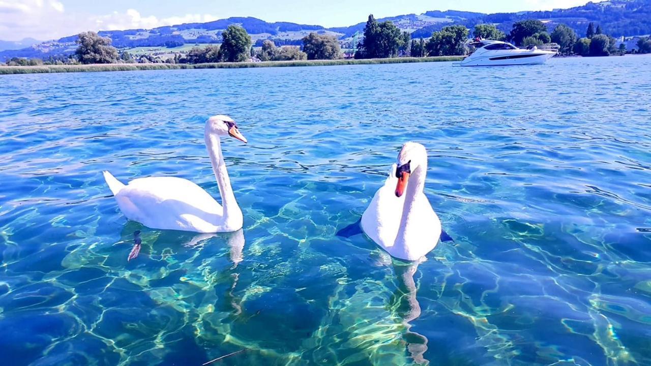 Schoenes Studio In Arbon Am Bodensee Neu Klimatisiert ! Exteriör bild